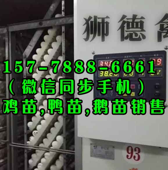 固原建湖**麻鸭苗供应商 贵州本地黑猪