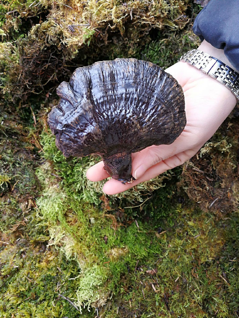 灵芝需要正宗长白山灵芝灵芝的功用
