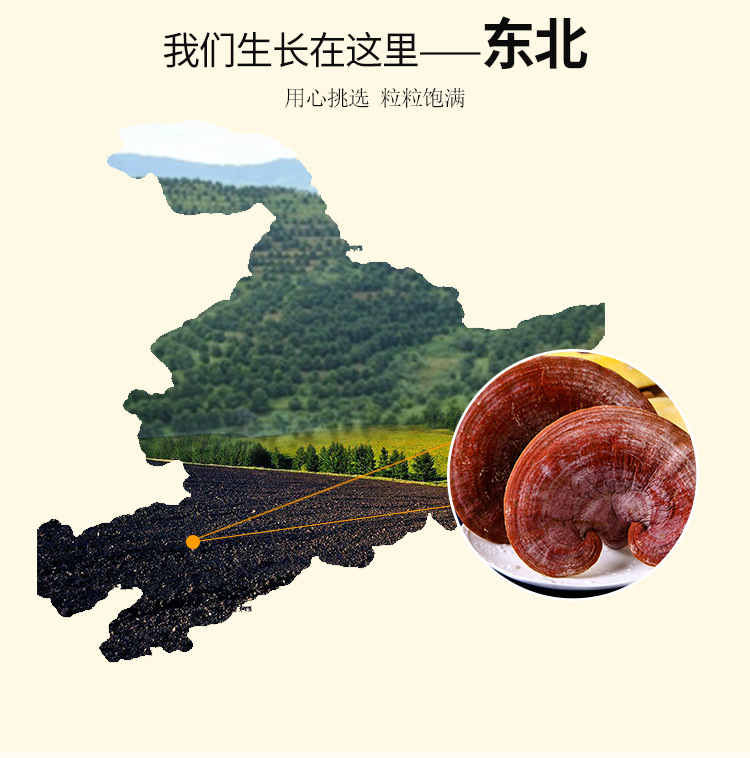 灵芝需要正宗长白山灵芝灵芝的功用