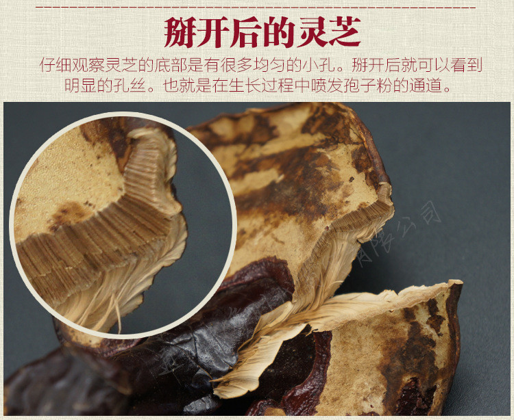 灵芝批发价格长白山灵芝片 灵芝 赤灵芝灵芝主要成分