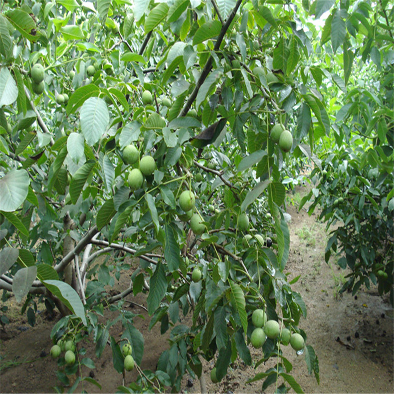 核桃壮苗_山东核桃壮苗_泰安核桃壮苗_核桃壮苗基地_核桃壮苗价位