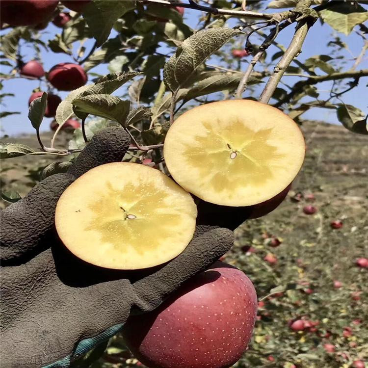 晚熟苹果苗 美国蛇果 苹果苗批发 支持货到付款