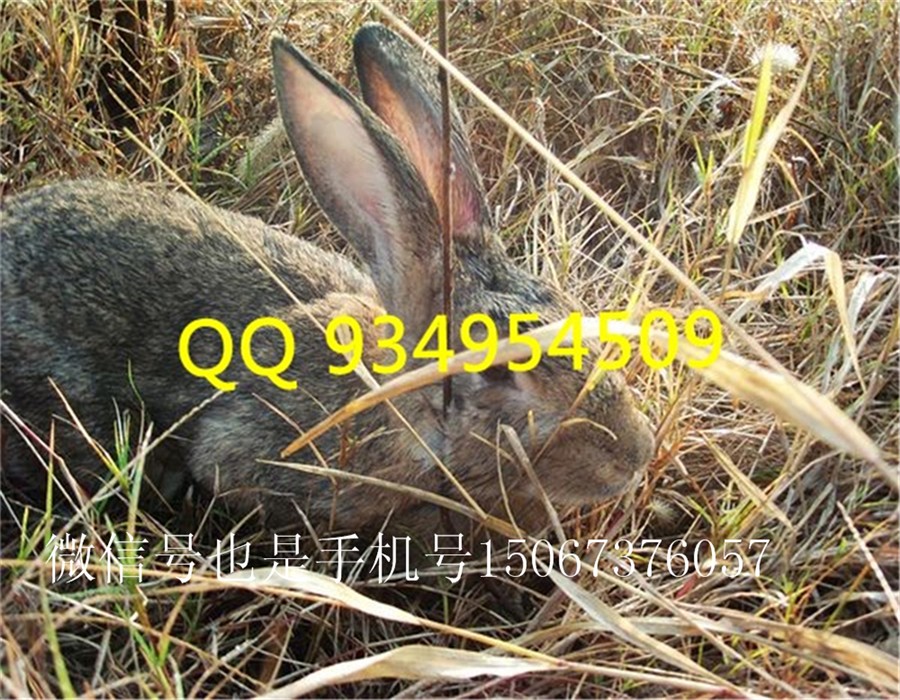 枣庄滕州养殖肉兔养殖基地现场考察