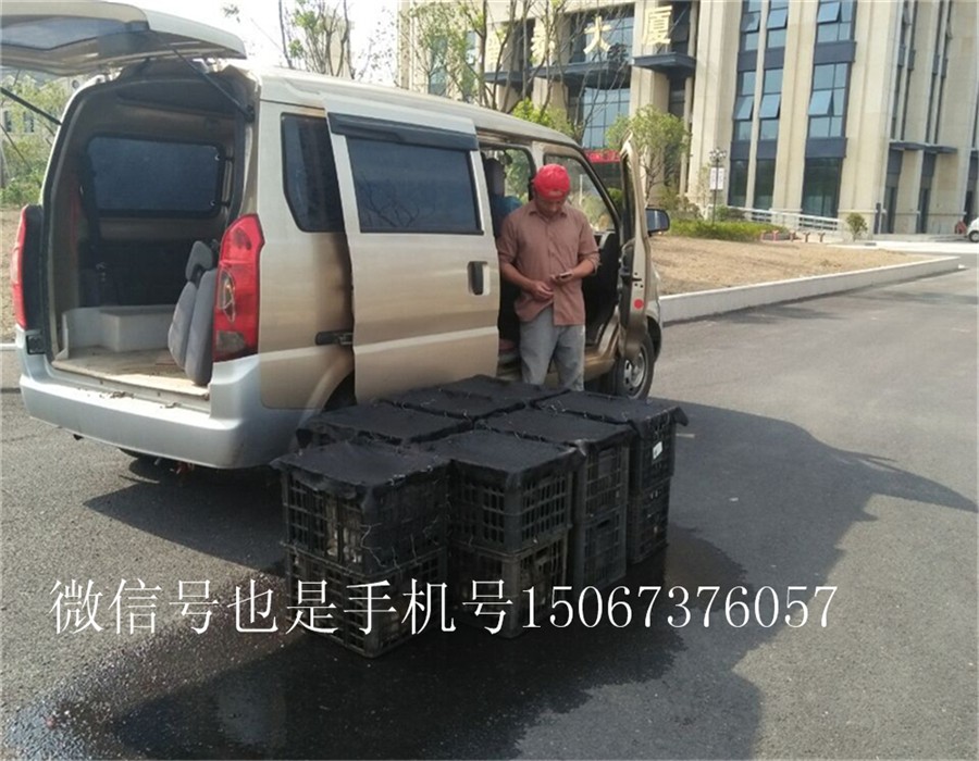 江西九江比利时**兔种兔销售销售