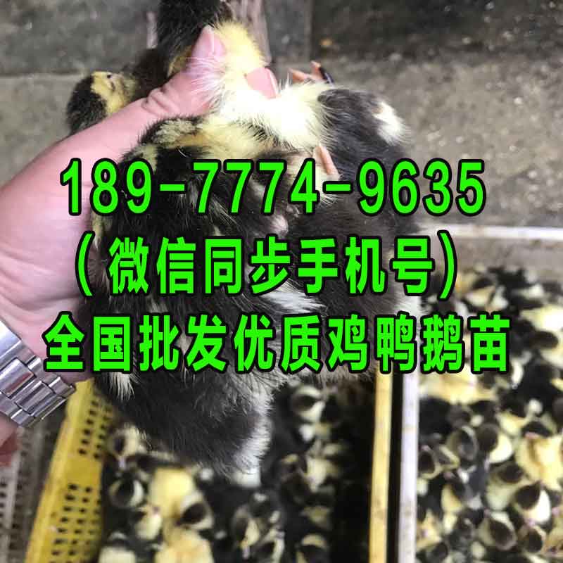 固原建湖**麻鸭苗供应商 贵州本地黑猪