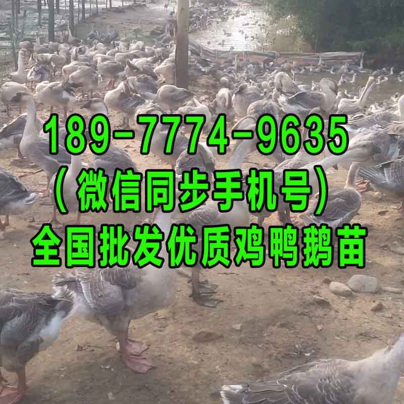 南平泰州杂交鹅苗孵化基地 无棣绿壳鸡蛋鸡苗