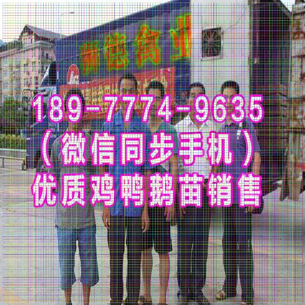 重庆市鸡苗价格行情 西洋鸭苗 黑猪苗批发