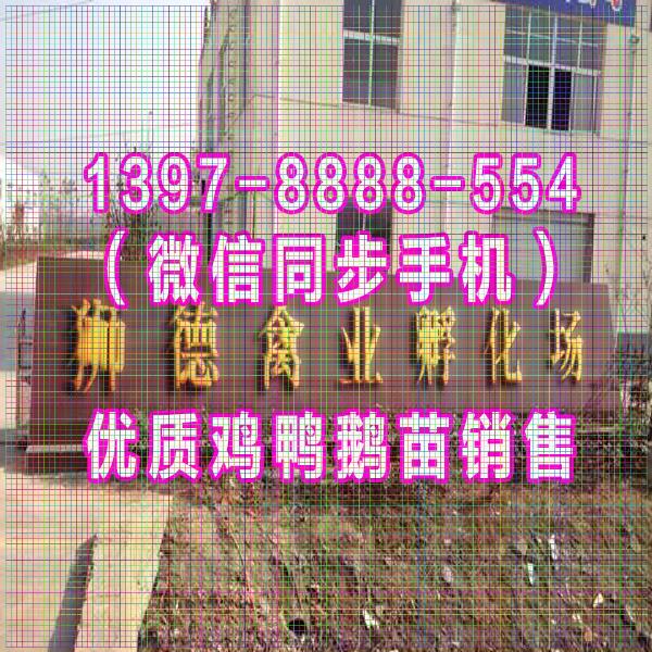 延边鹅苗批发市场 贵妃鸡苗 四川黑猪品种