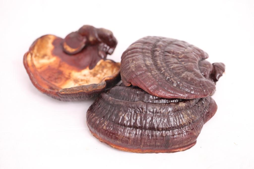 东北特产灵芝吉林长白山灵芝灵芝灵芝