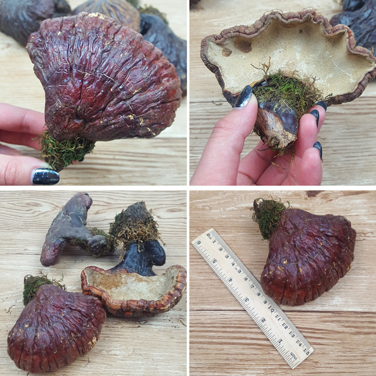 普通灵芝**长白山灵芝的长期服用灵芝