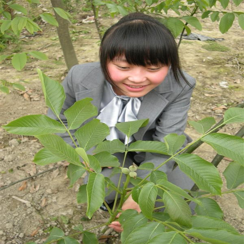 核桃壮苗_山东核桃壮苗_泰安核桃壮苗_核桃壮苗基地_核桃壮苗价位