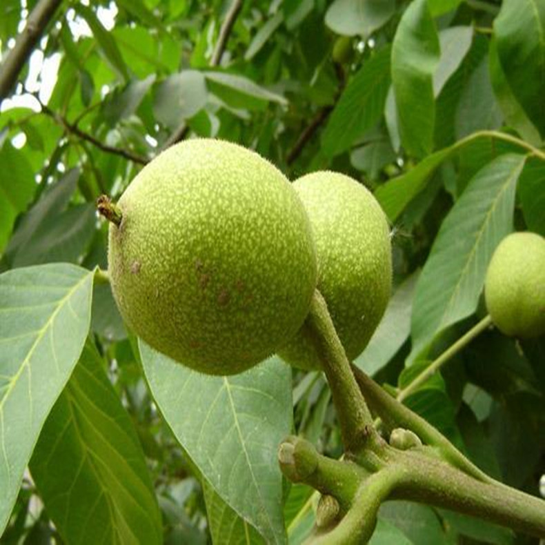 核桃壮苗_山东核桃壮苗_泰安核桃壮苗_核桃壮苗基地_核桃壮苗价位