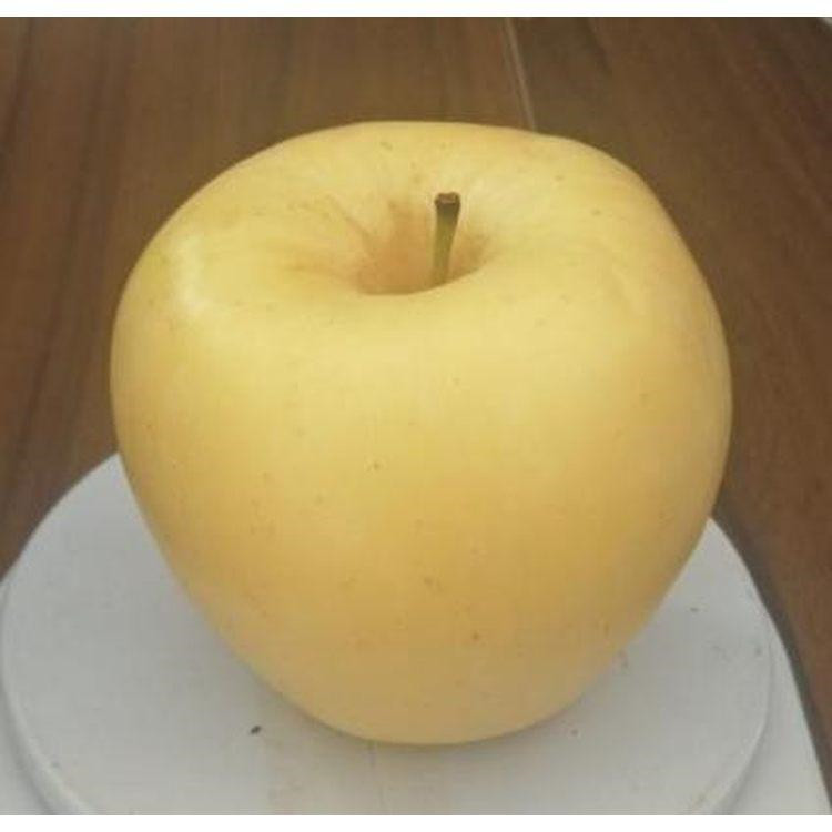 晚熟苹果苗 美国蛇果 苹果苗批发 支持货到付款