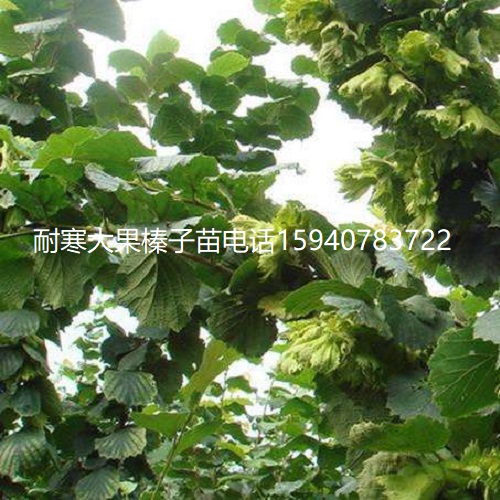 榆林高产大榛子辽宁榛子种植技术