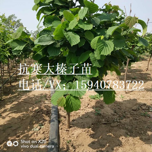 忻州高产大榛子辽宁榛子           