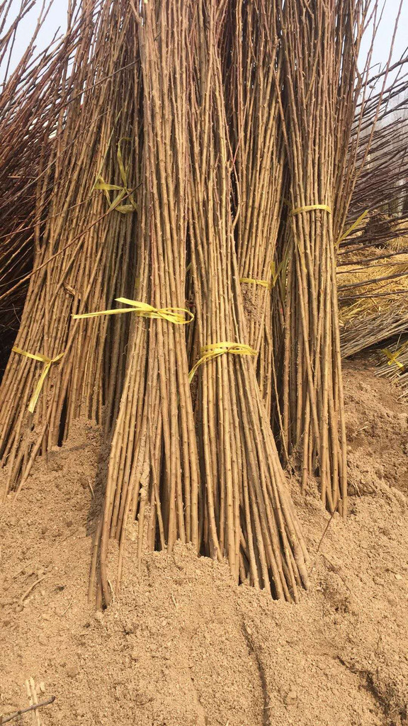 榆林高产大榛子辽宁榛子种植技术