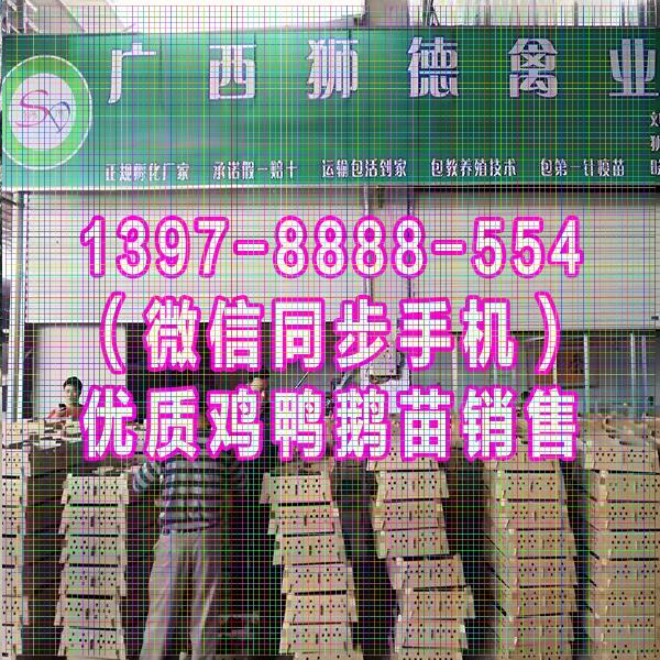 延边鹅苗批发市场 贵妃鸡苗 四川黑猪品种