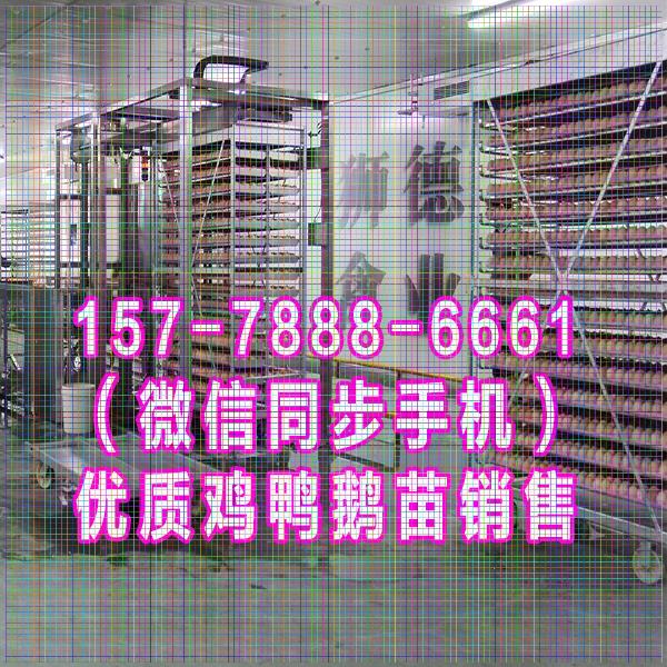 延边鹅苗批发市场 贵妃鸡苗 四川黑猪品种