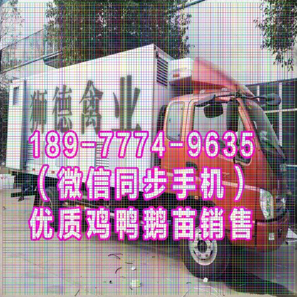 吉安鹅苗孵化场 血毛土鸡苗 贵州本地黑猪