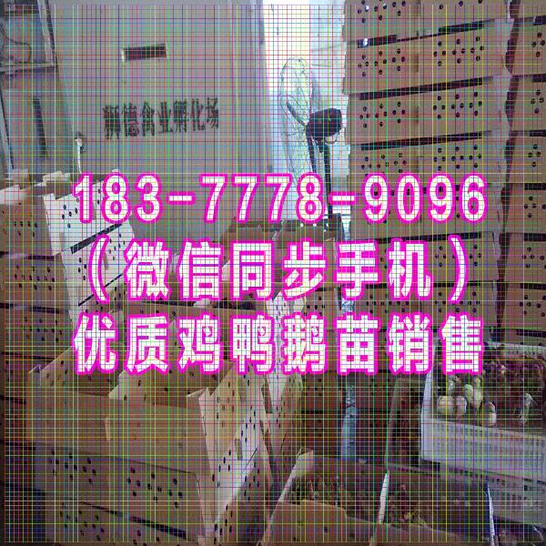 湖北鸭苗批发价格 凤头特种土鸡苗 绿壳乌鸡蛋