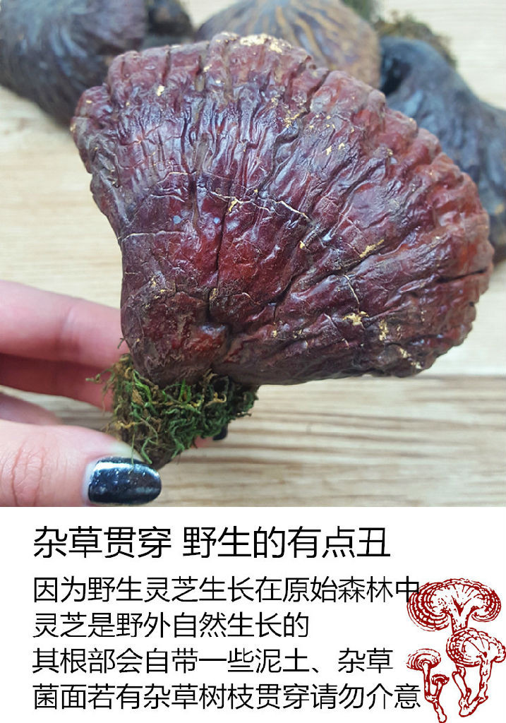 有机灵芝价格长白山灵芝片灵芝袋