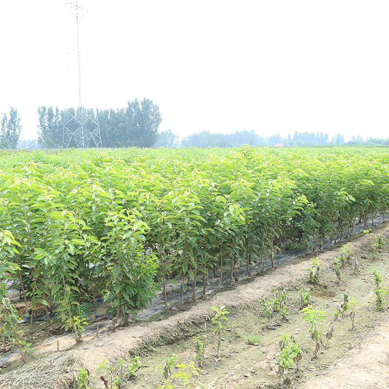 植株健壮樱桃苗 4公分樱桃苗易成活 4公分樱桃苗市场价格