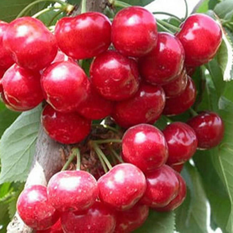 樱桃苗批发价 红灯樱桃苗价格 2公分樱桃苗成熟时间