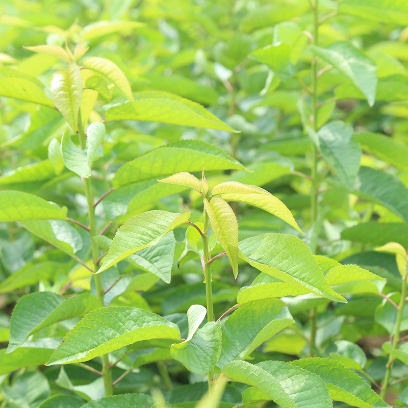 樱桃苗批发价 红灯樱桃苗价格 2公分樱桃苗成熟时间