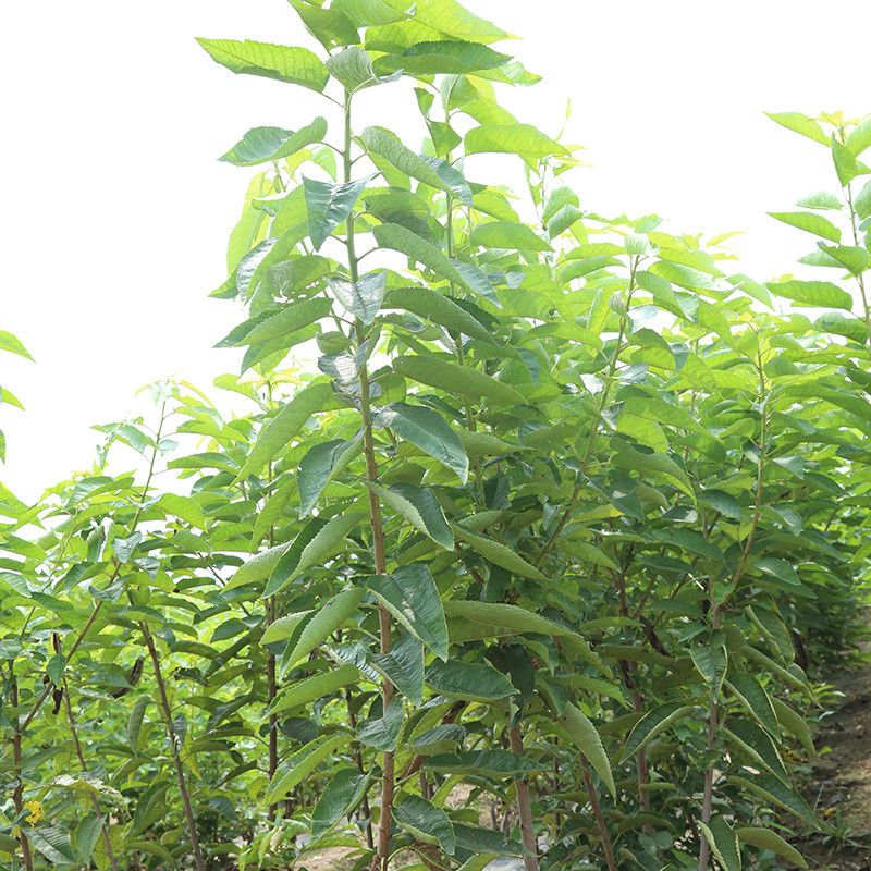 植株健壮樱桃苗 4公分樱桃苗易成活 4公分樱桃苗市场价格