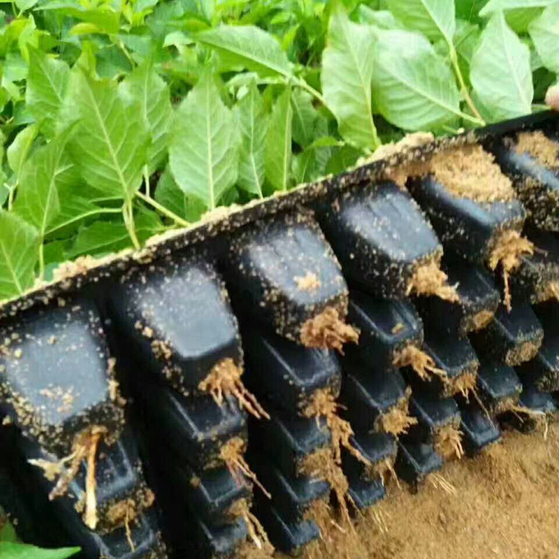 樱桃苗批发价 红灯樱桃苗价格 2公分樱桃苗成熟时间