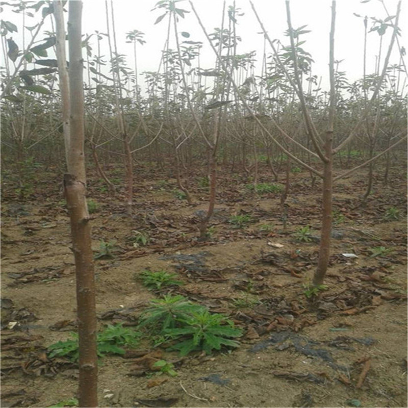 植株健壮樱桃苗 4公分樱桃苗易成活 4公分樱桃苗市场价格