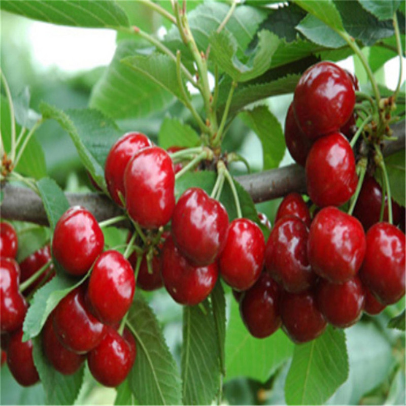 植株健壮樱桃苗 4公分樱桃苗易成活 4公分樱桃苗市场价格