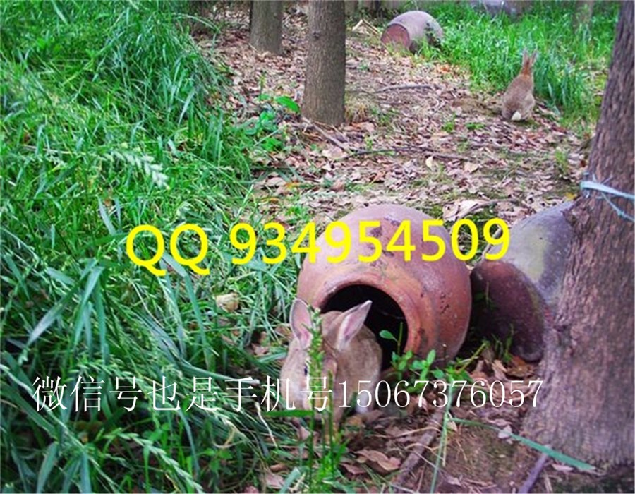 汉中洋养殖肉兔养殖基地现场考察