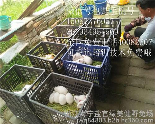 汉中洋养殖肉兔养殖基地现场考察