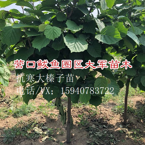 潍坊高产大榛子辽宁榛子查看