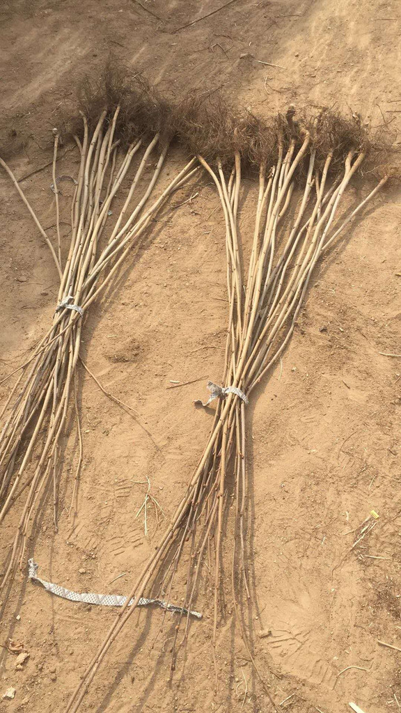 潍坊高产大榛子辽宁榛子查看