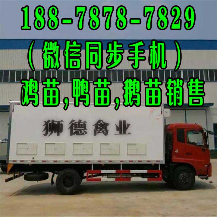 牡丹江狼**苗批发价格 黑猪苗批发