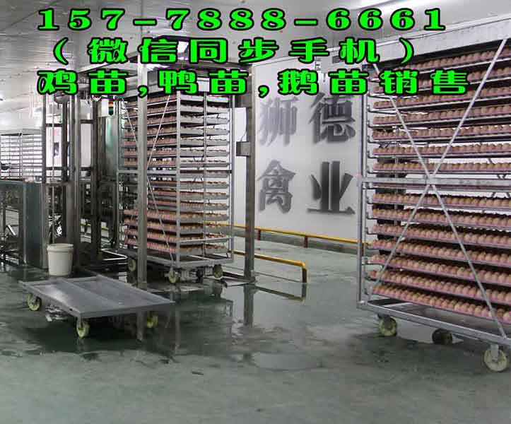 南京鹅苗孵化场 番鸭苗 四川黑猪品种