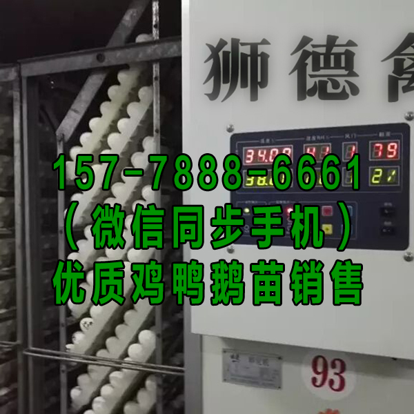 东营鹅苗孵化基地 斑嘴鸭苗 黑猪苗批发