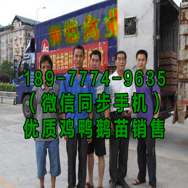 东营鹅苗孵化基地 斑嘴鸭苗 黑猪苗批发