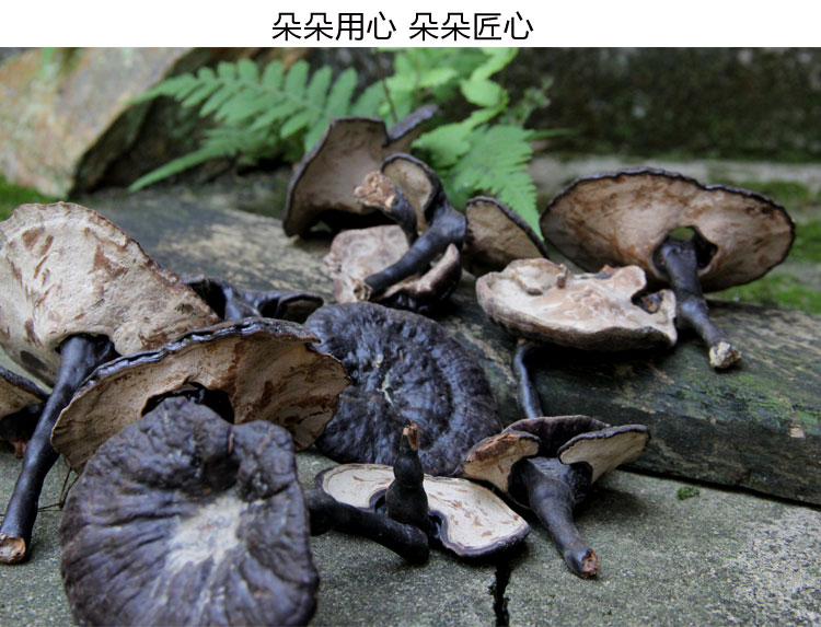 养生道生灵芝长白山灵芝片灵芝排行榜