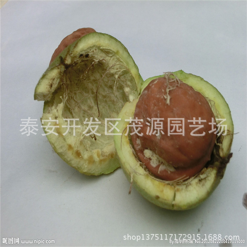 青皮核桃