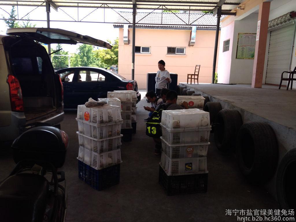 江西九江比利时**兔种兔销售销售