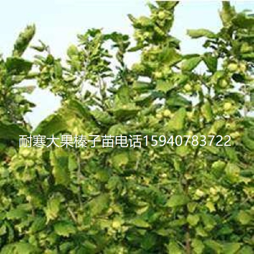 潍坊高产大榛子辽宁榛子查看