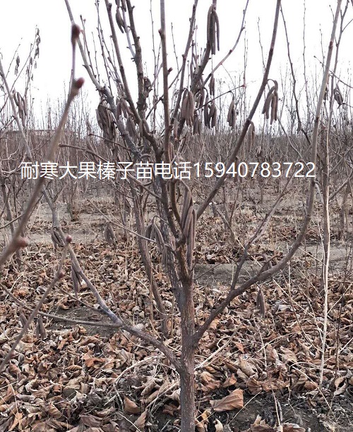 泰安高产大榛子辽宁榛子诚信商家