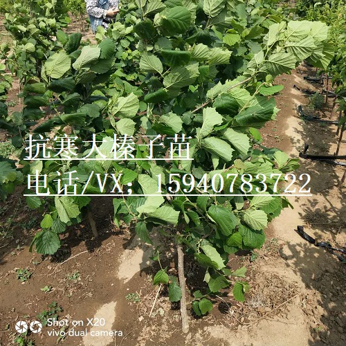 潍坊高产大榛子辽宁榛子查看