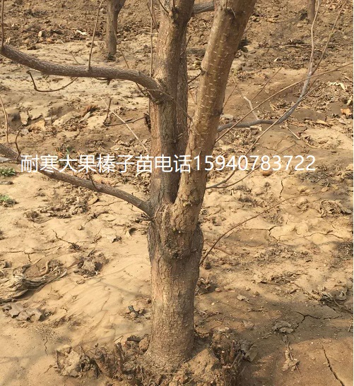 榆林高产大榛子辽宁榛子种植技术