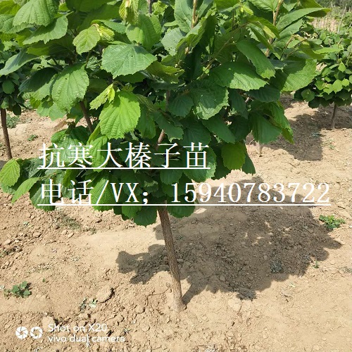 榆林高产大榛子辽宁榛子种植技术