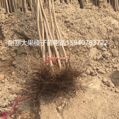 善大榛子苗批发优惠