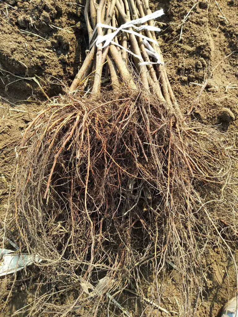 泰安高产大榛子辽宁榛子诚信商家